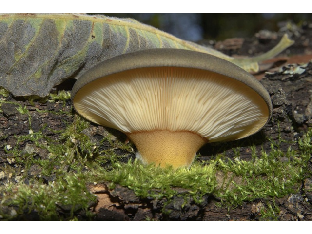 Мицелий Вешенки поздней (Panellus serotinus)